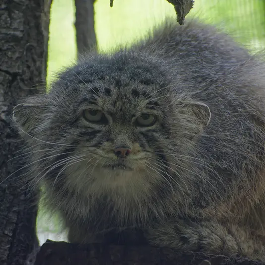 A photograph of Muztau in Brno Zoo
