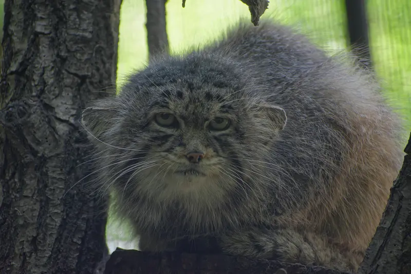 A photograph of Muztau in Brno Zoo