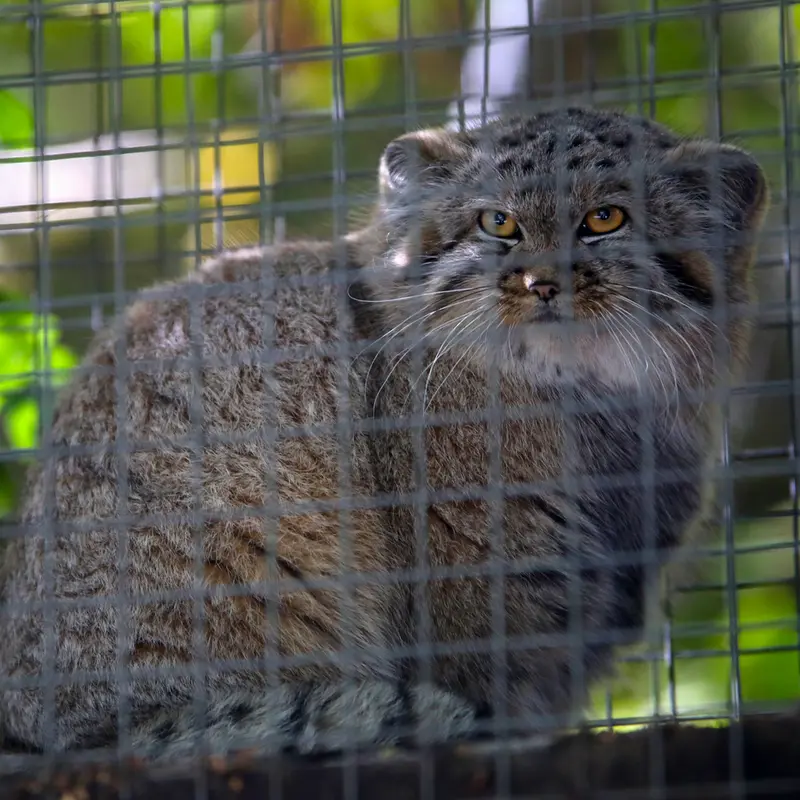 A photograph of Kitten of Alani b.2026 Ⅰ in Košice Zoo