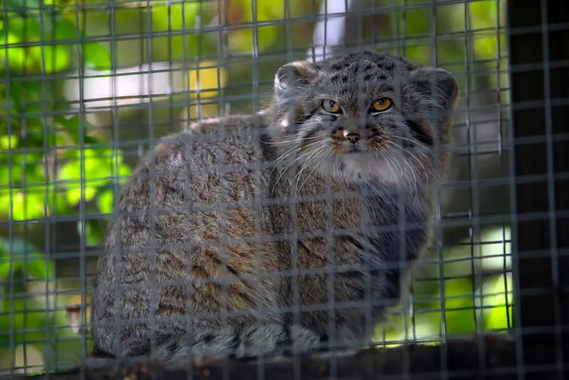 A photograph of Kitten of Alani b.2026 Ⅰ in Košice Zoo