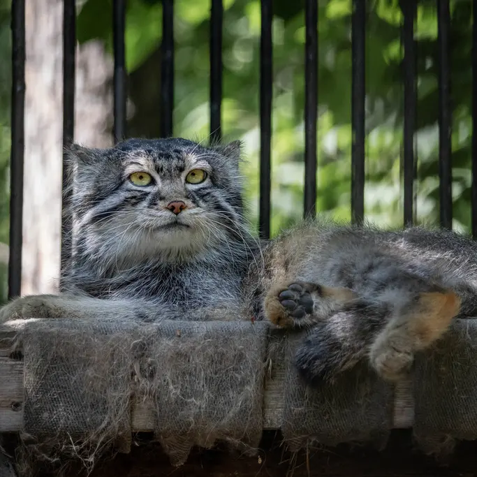 A photograph of Sylvester in Novosibirsk Zoo