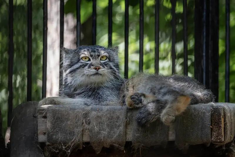 A photograph of Sylvester in Novosibirsk Zoo