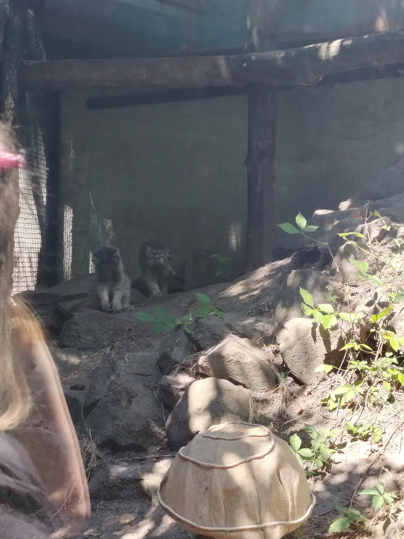 A photograph of Lucy and Boris Ⅱ in Budapest Zoo & Botanical Garden