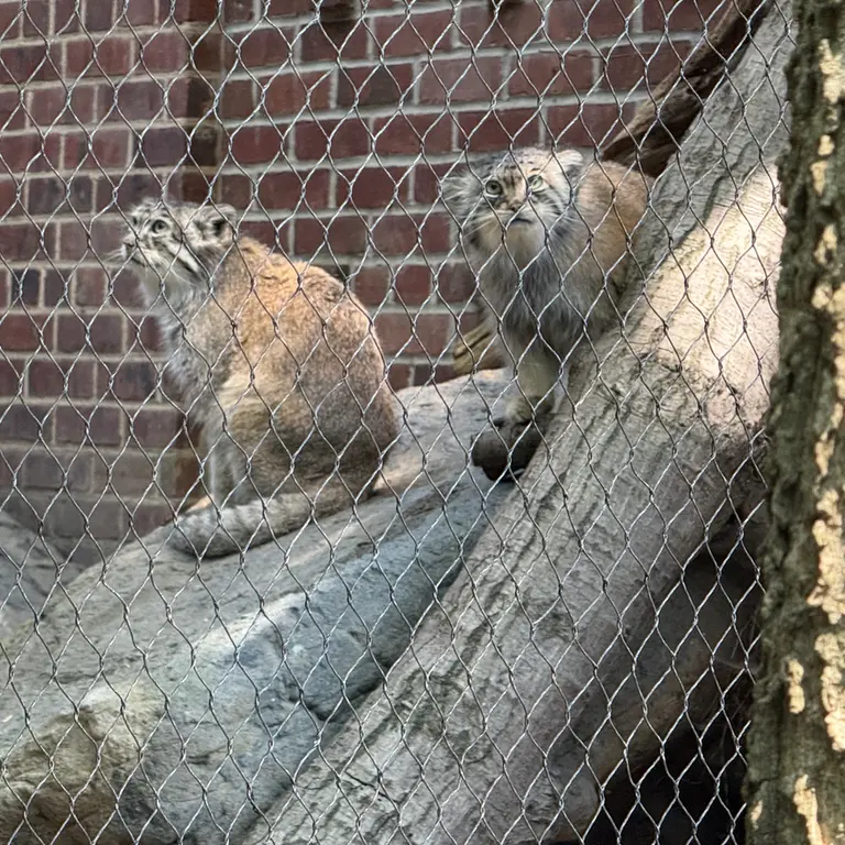 A photograph of Sarnai and Batu in Prospect Park Zoo