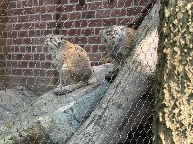 A photograph of Sarnai and Batu in Prospect Park Zoo