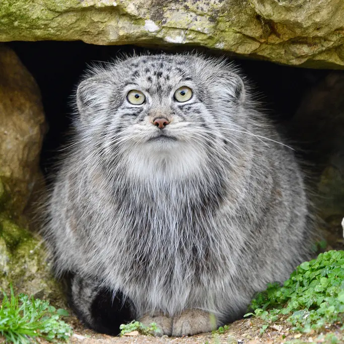 A photograph of Namuu in Port Lympne Wild Animal Park
