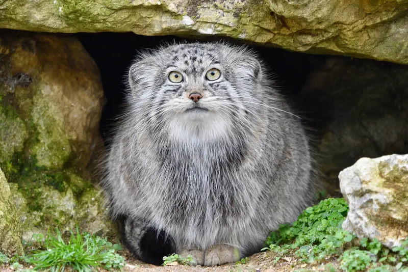 A photograph of Namuu in Port Lympne Wild Animal Park