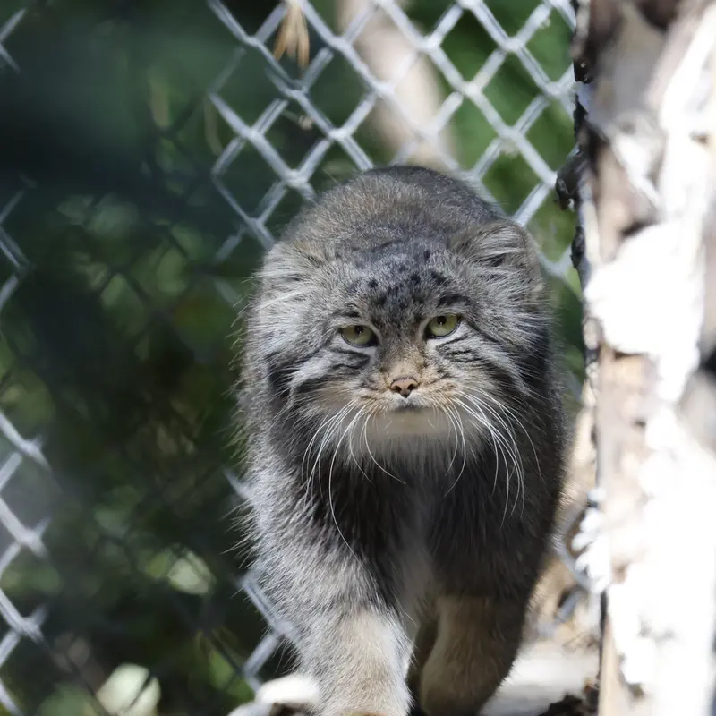 A photograph of Grey in Novosibirsk Zoo