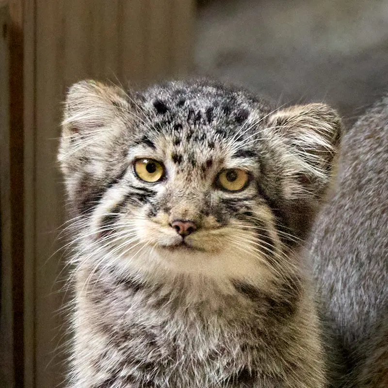 Kitten of Eve b.2026 Ⅴ the Pallas's cat from Novosibirsk Zoo
