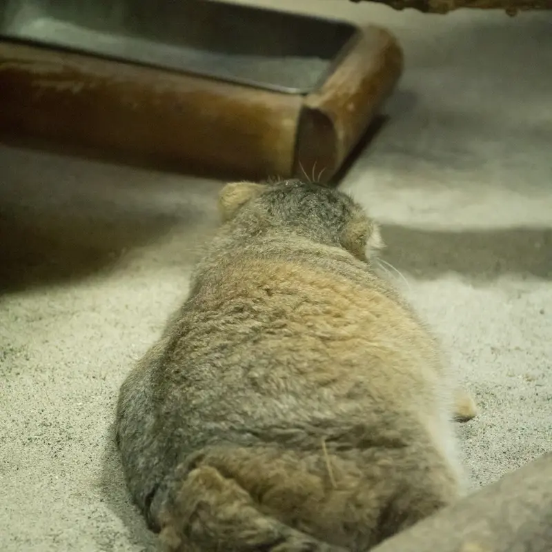 A photograph of Primula in Ueno Zoological Gardens