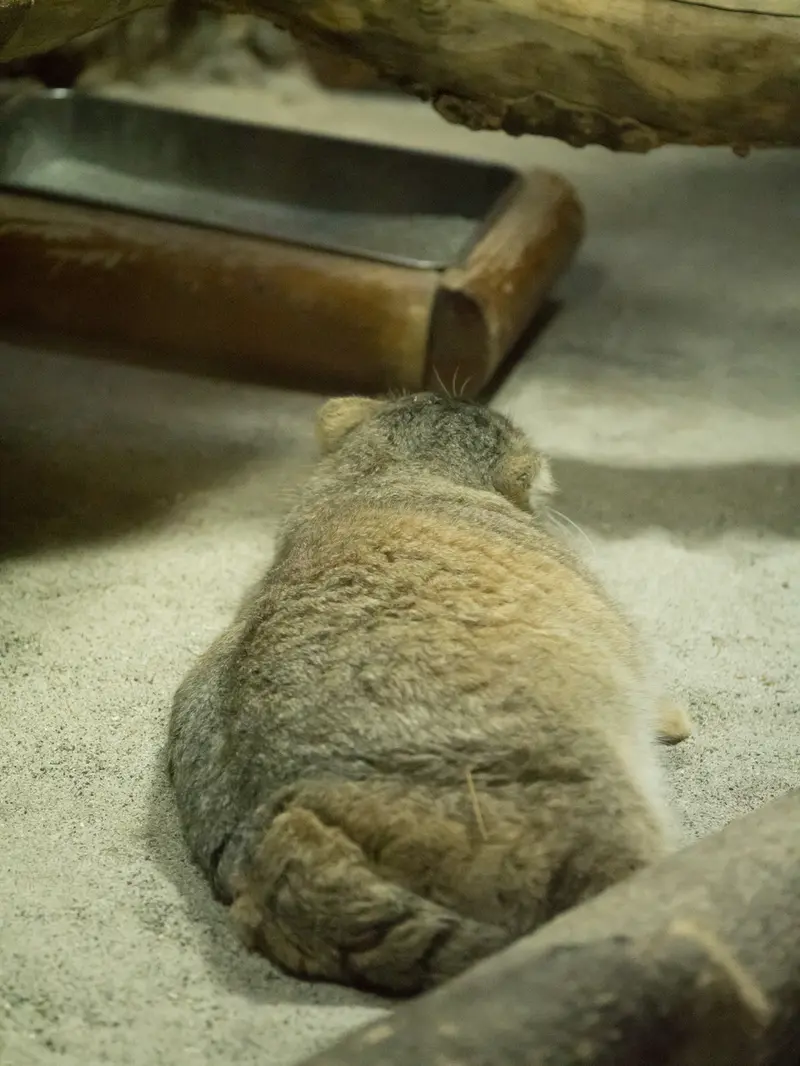 A photograph of Primula in Ueno Zoological Gardens
