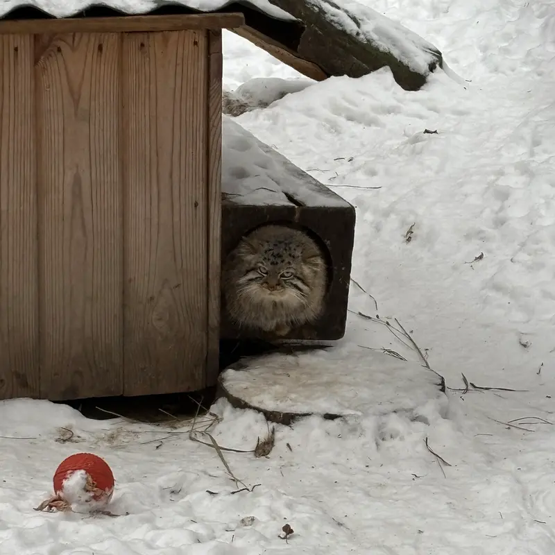 A photograph of Son of Eve 2024 Ⅰ in Novosibirsk Zoo