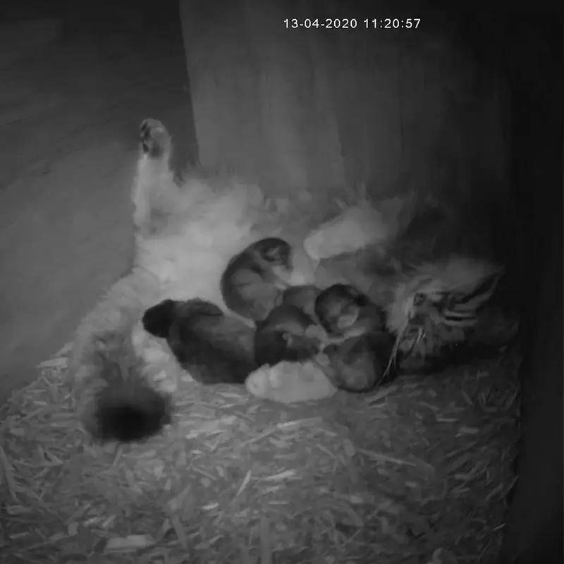 A photograph of Mischa, Midas, Perseus, Phyllaris, and Atlas in Birmingham Zoo