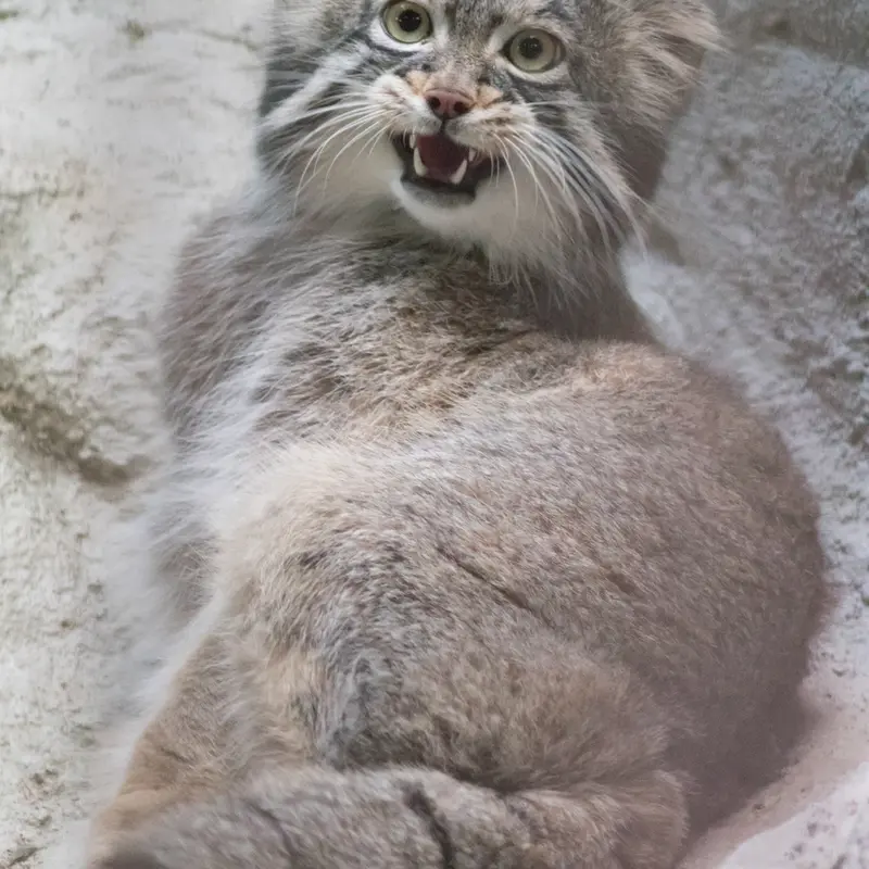 A photograph of Figa in Nogeyama Zoo