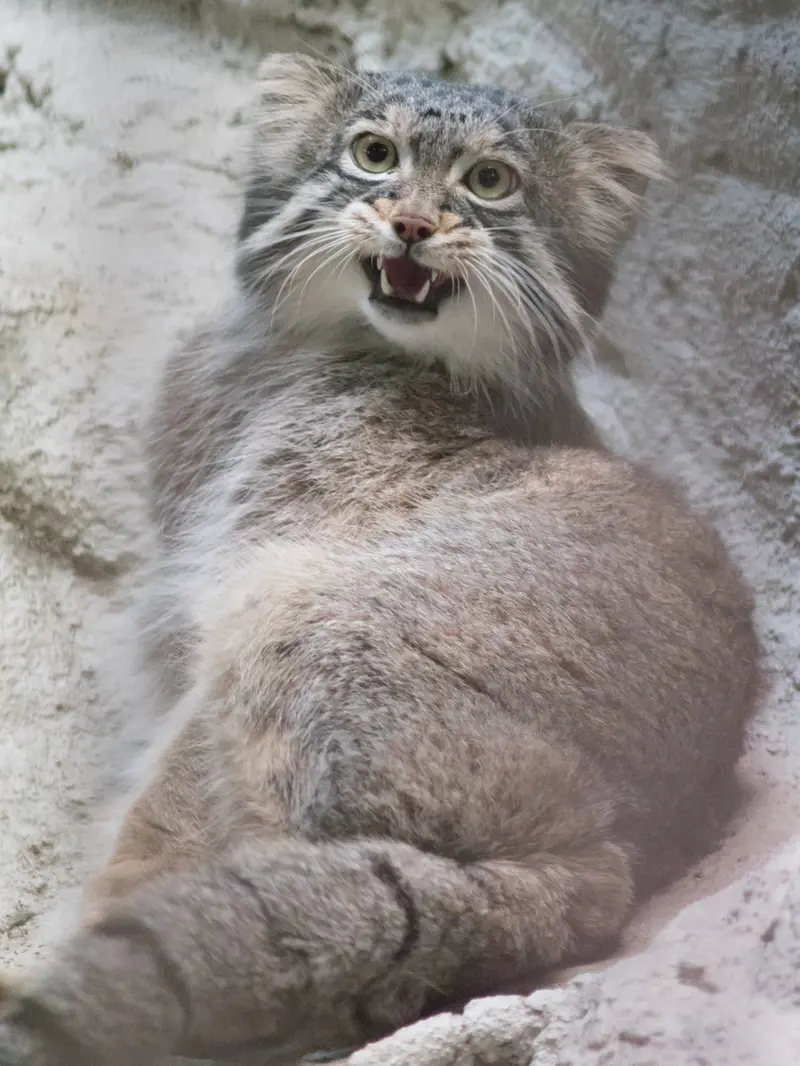 A photograph of Figa in Nogeyama Zoo