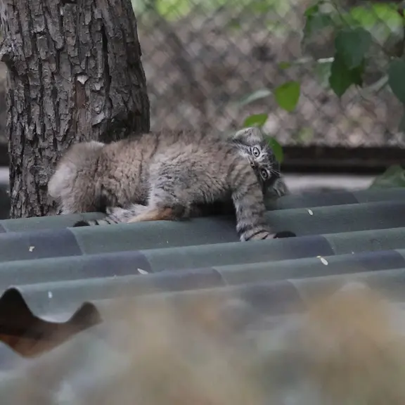 A photograph of a Pallas's cat in Novosibirsk Zoo