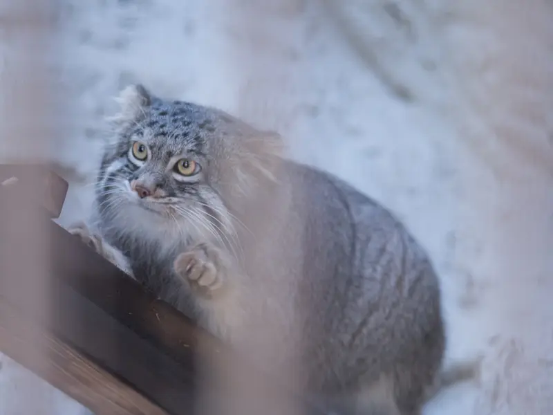 A photograph of Figa in Nogeyama Zoo