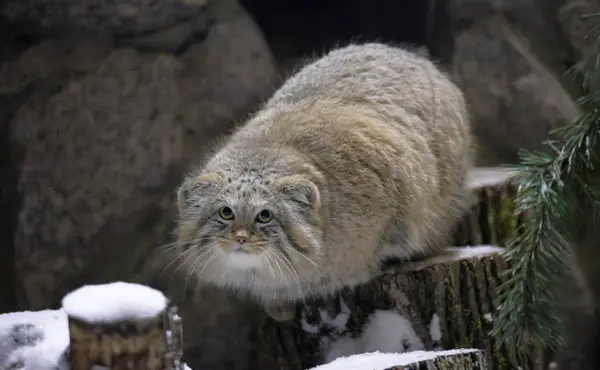 A photograph of a Pallas's cat