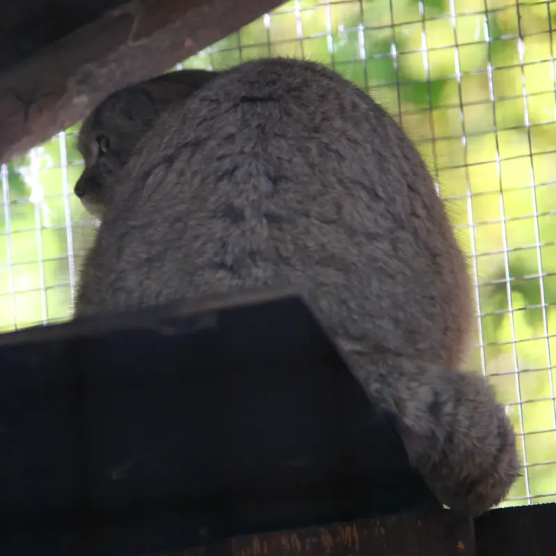 A photograph of Kitten of Alani b.2026 Ⅰ in Košice Zoo