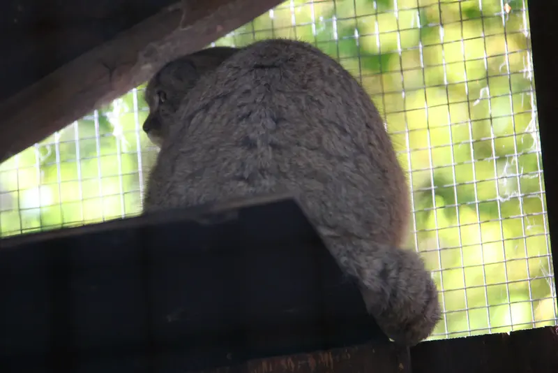A photograph of Kitten of Alani b.2026 Ⅰ in Košice Zoo