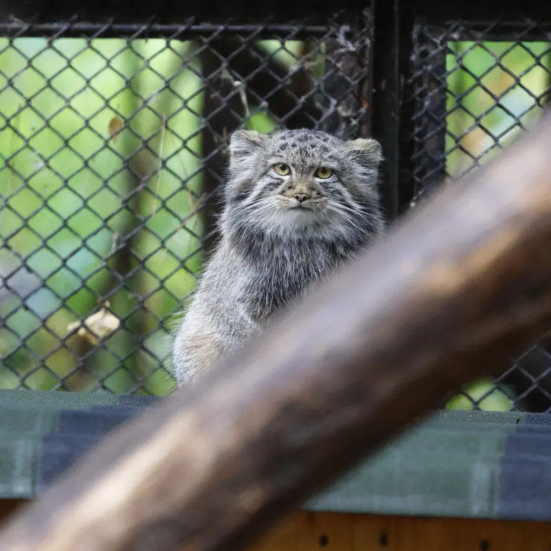 A photograph of Son of Adele b.2026 Ⅲ in Novosibirsk Zoo