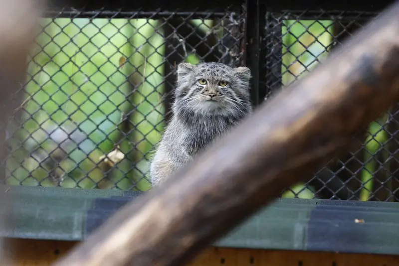 A photograph of a Pallas's cat in Novosibirsk Zoo