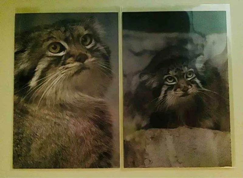 A photograph of a Pallas's cat