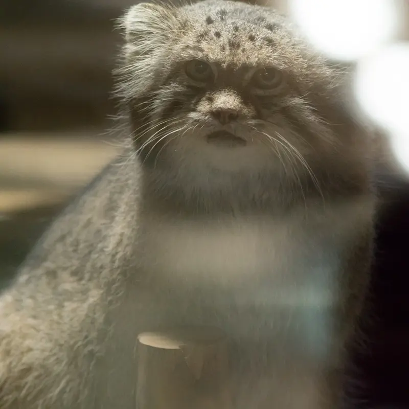 A photograph of Klyon in Ueno Zoological Gardens
