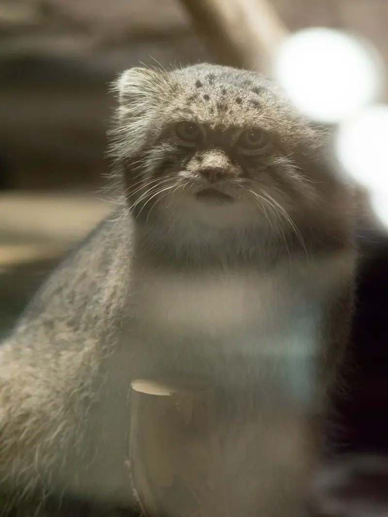 A photograph of Klyon in Ueno Zoological Gardens