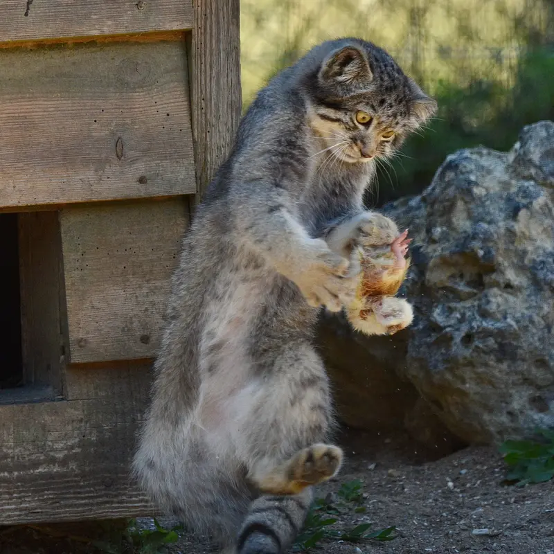 A photograph of Kitten of Namuu b. 2025 Ⅴ in Port Lympne Wild Animal Park