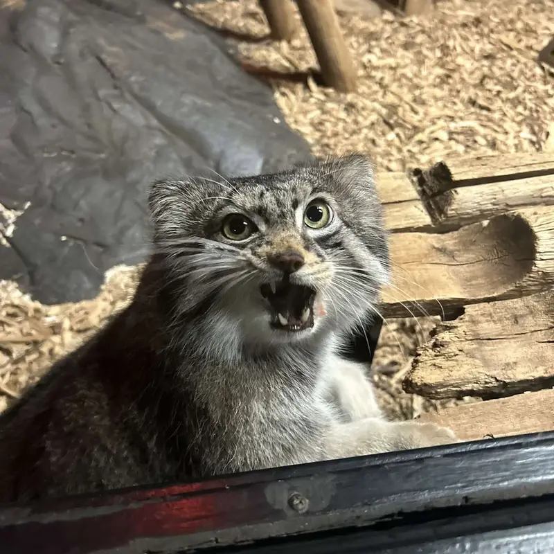 A photograph of Pabu in Lake Superior Zoo