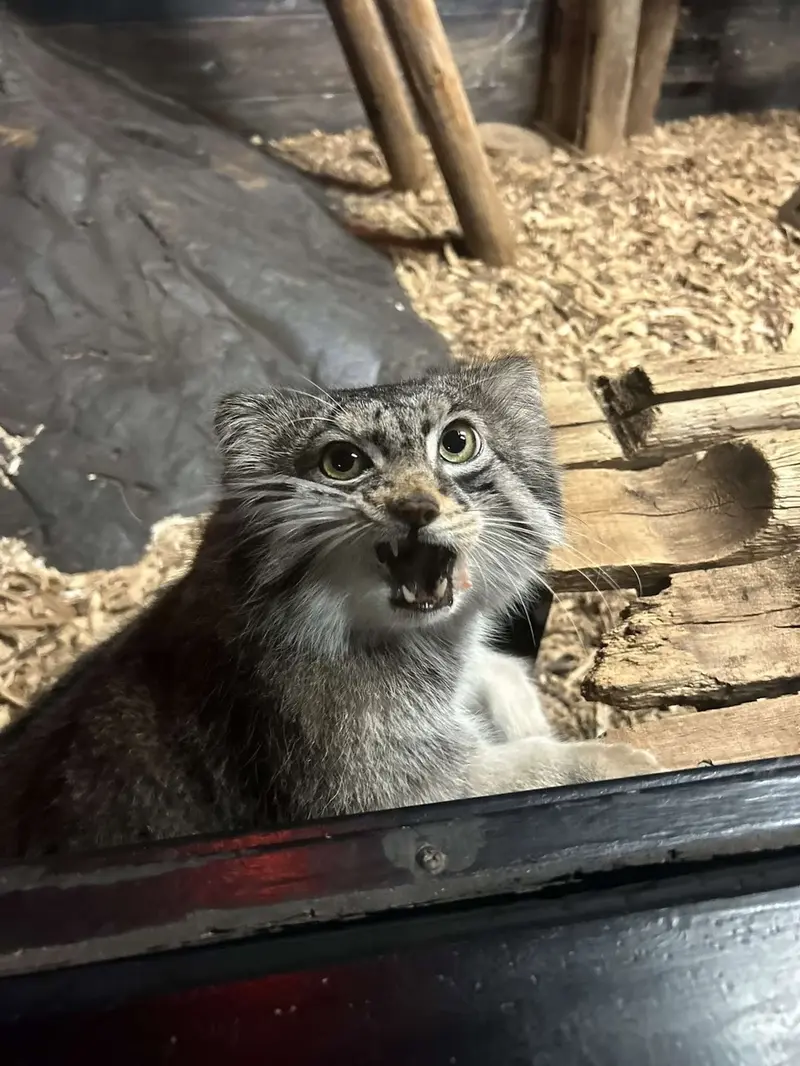 A photograph of Pabu in Lake Superior Zoo