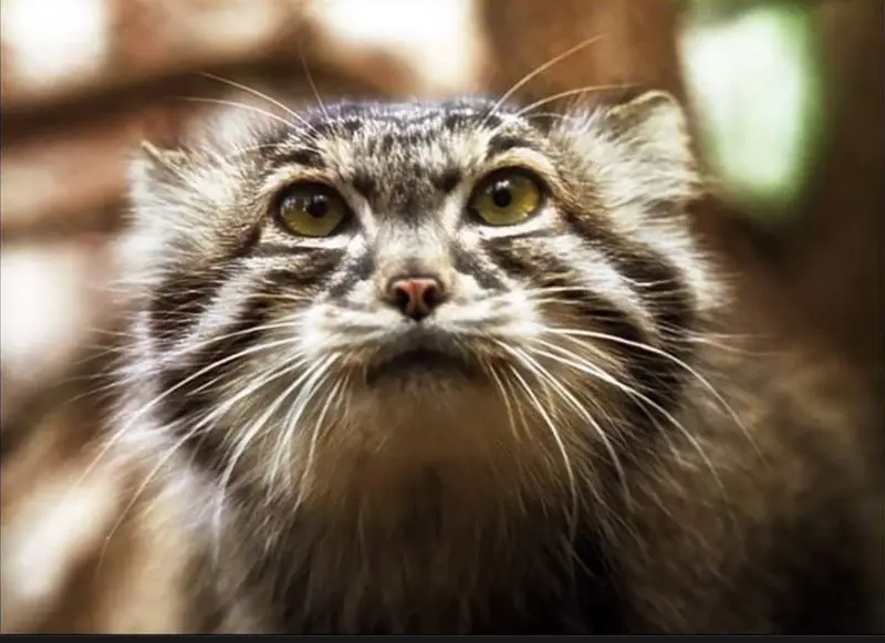 Pallas's cat from the Perm Zoo