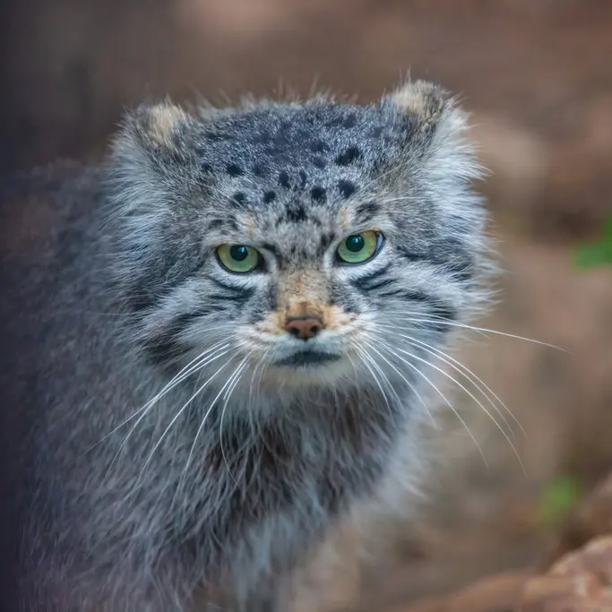 A photograph of Bo in Cheyenne Mountain Zoo