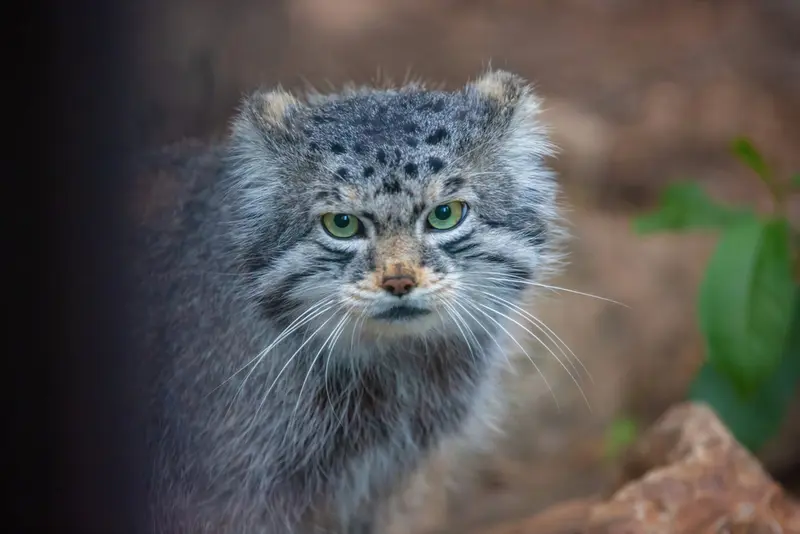 A photograph of Bo in Cheyenne Mountain Zoo
