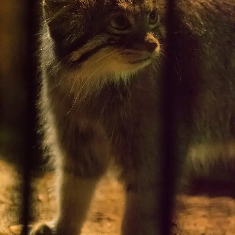 A photograph of Figa in Nogeyama Zoo
