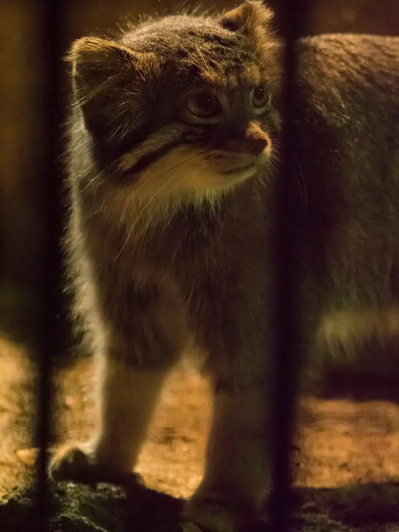 A photograph of Figa in Nogeyama Zoo