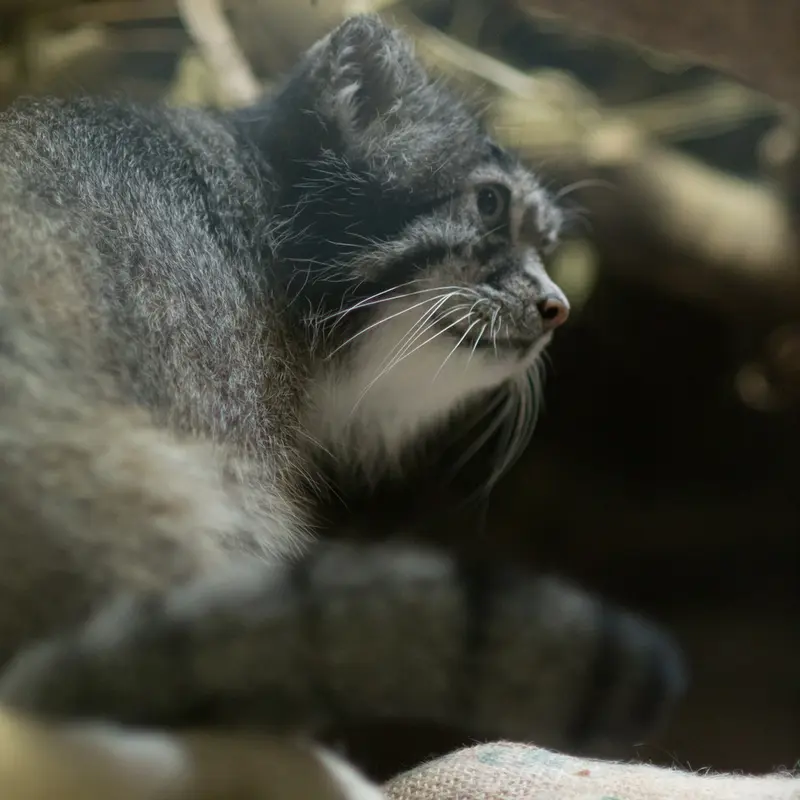 A photograph of Klyon in Ueno Zoological Gardens