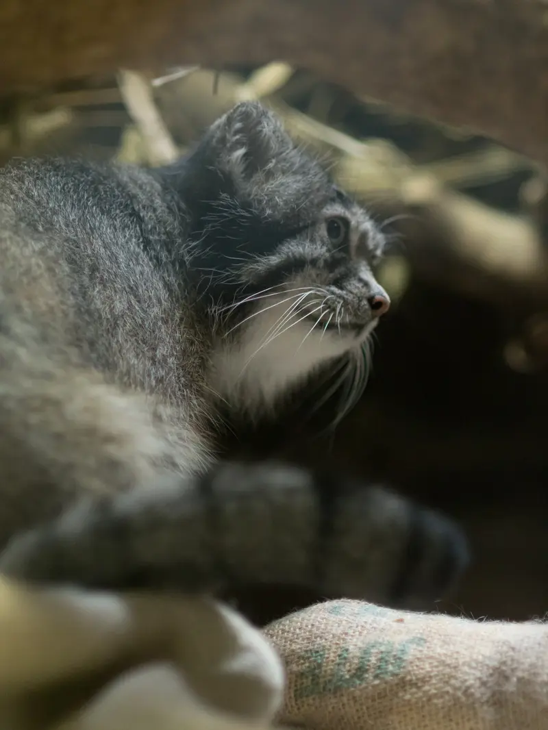 A photograph of Klyon in Ueno Zoological Gardens