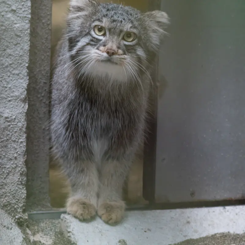 A photograph of Figa in Nogeyama Zoo