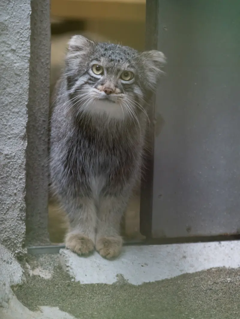 A photograph of Figa in Nogeyama Zoo