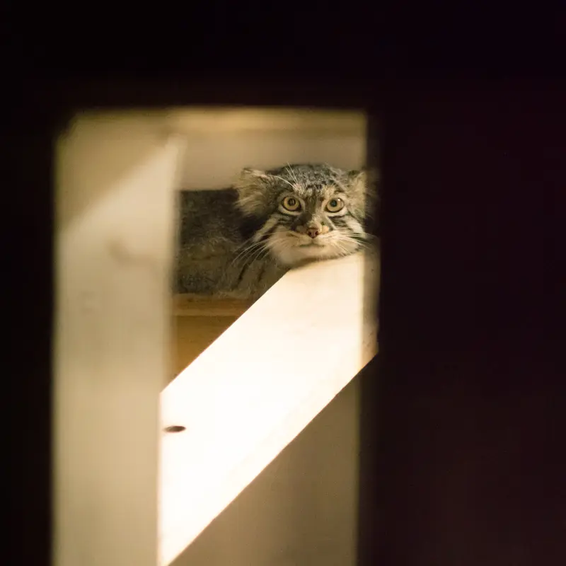 A photograph of Figa in Nogeyama Zoo