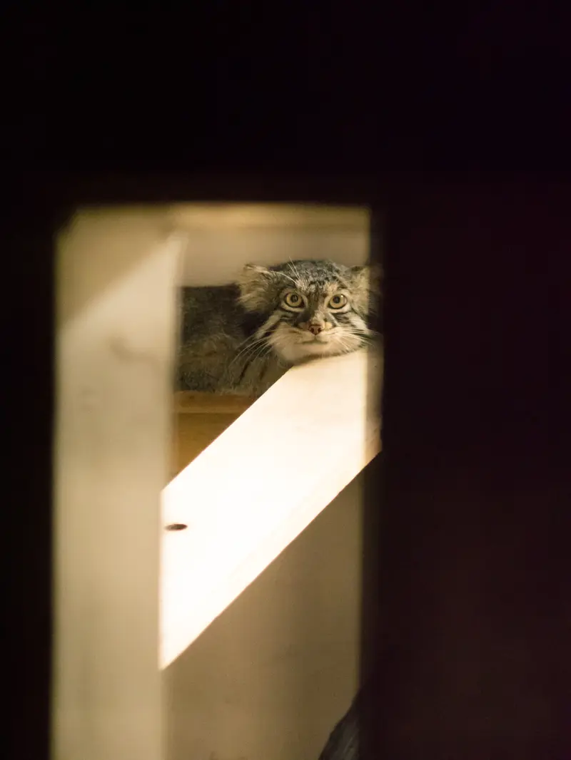 A photograph of Figa in Nogeyama Zoo