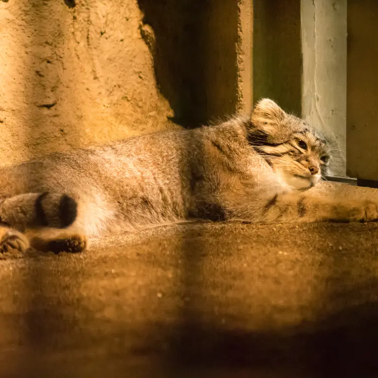 A photograph of Figa in Nogeyama Zoo