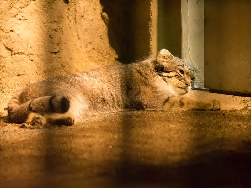 A photograph of Figa in Nogeyama Zoo