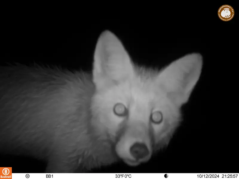 A photograph of Red fox from Aktas-Kunkora camera trap
