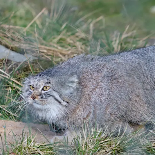 A photograph of Stubsi in Hellabrunn zoo