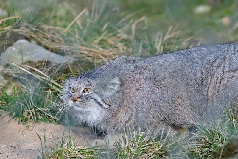 A photograph of Stubsi in Hellabrunn zoo