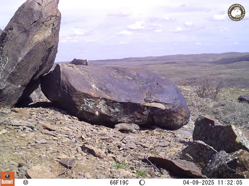 A photograph of Kazakh pika from Koshkar camera trap