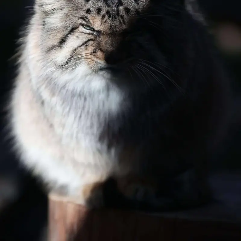 A photograph of Bor in Nasu Animal Kingdom